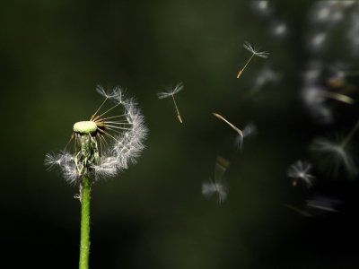 Eine Pusteblume vor einem dunkelgrünen Hintergrund.