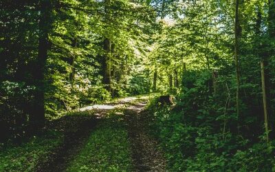 Waldspaziergang für Sternenfamilien am 28.07.2024