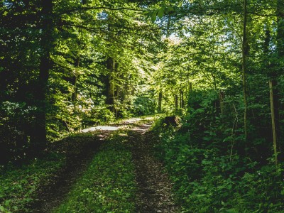 Waldweg auf dem die Sonne durch die Bäume scheint. Alle Bäume sind leuchtend grün.